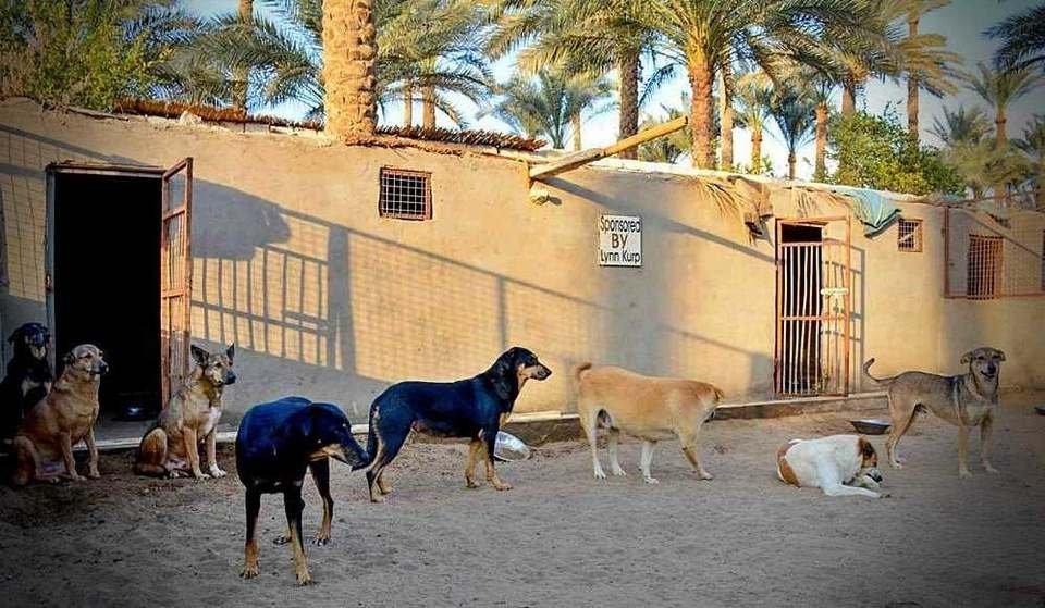 التوعية: توعية مجتمعية بأهمية الرفق بالحيوان.