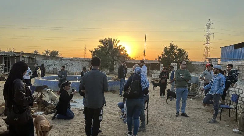 التعقيم والتحصين (TNR): رعاية طبية وعلاج للحالات المصابة أو المريضة.