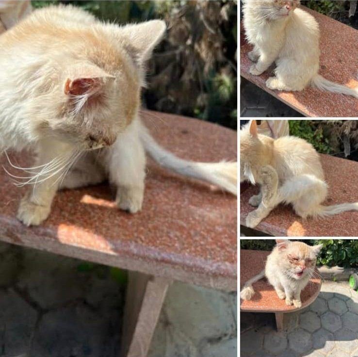 حملات إنقاذ وتأهيل للحيوانات المحتاجة.